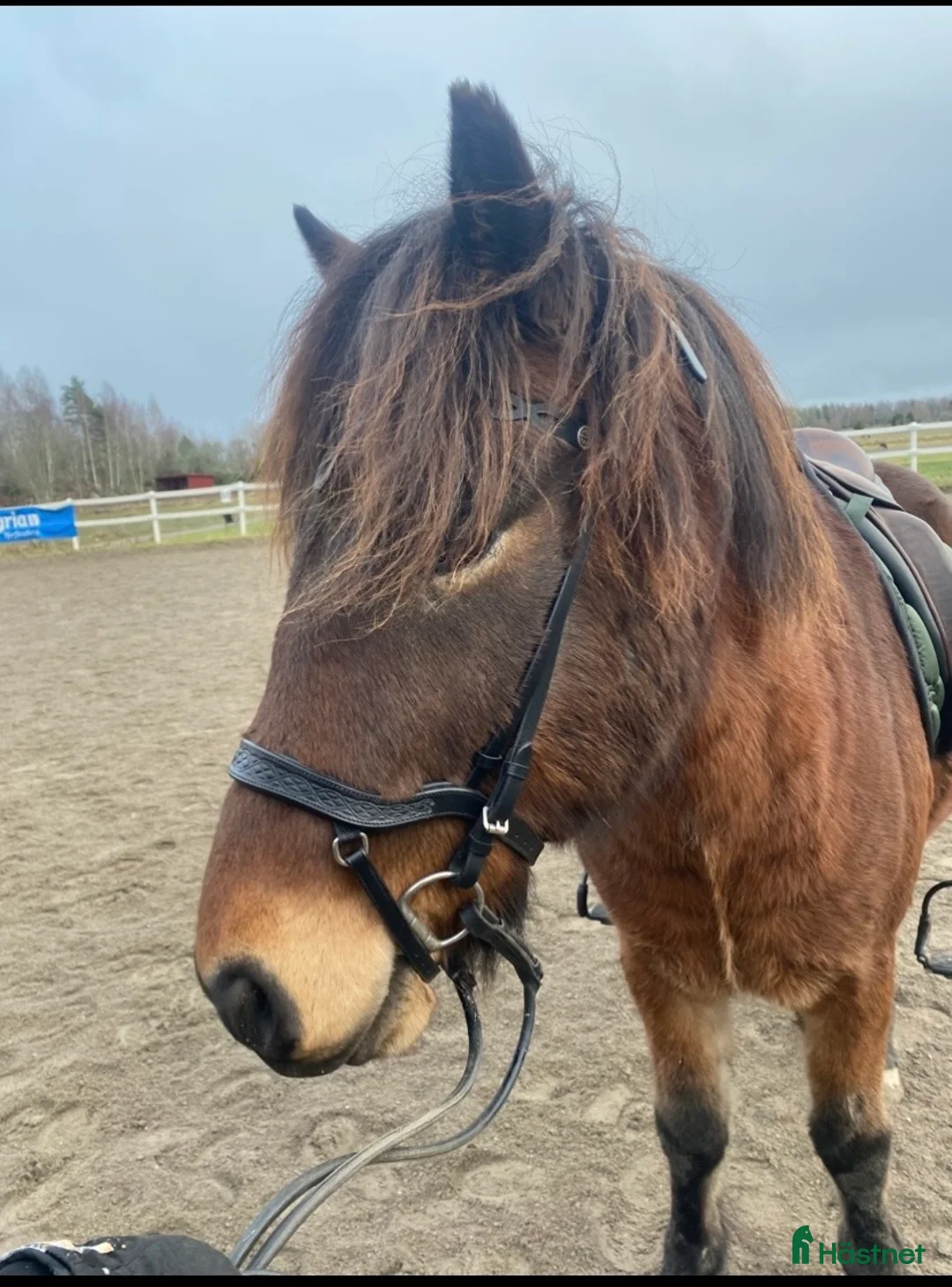 Träns hästutrustning till salu: Hrímnir Anatomisk Nosgrimma Heritage - Annons 1