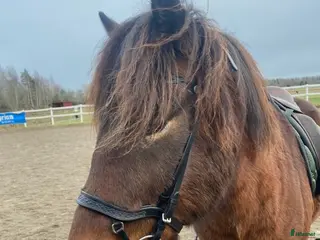 Träns hästutrustning Hrímnir Anatomisk Nosgrimma Heritage - Annons 1