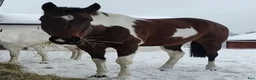 Western hästar till salu: American Paint Horse Sto f. 2017, Reg. APHA - Annons 7