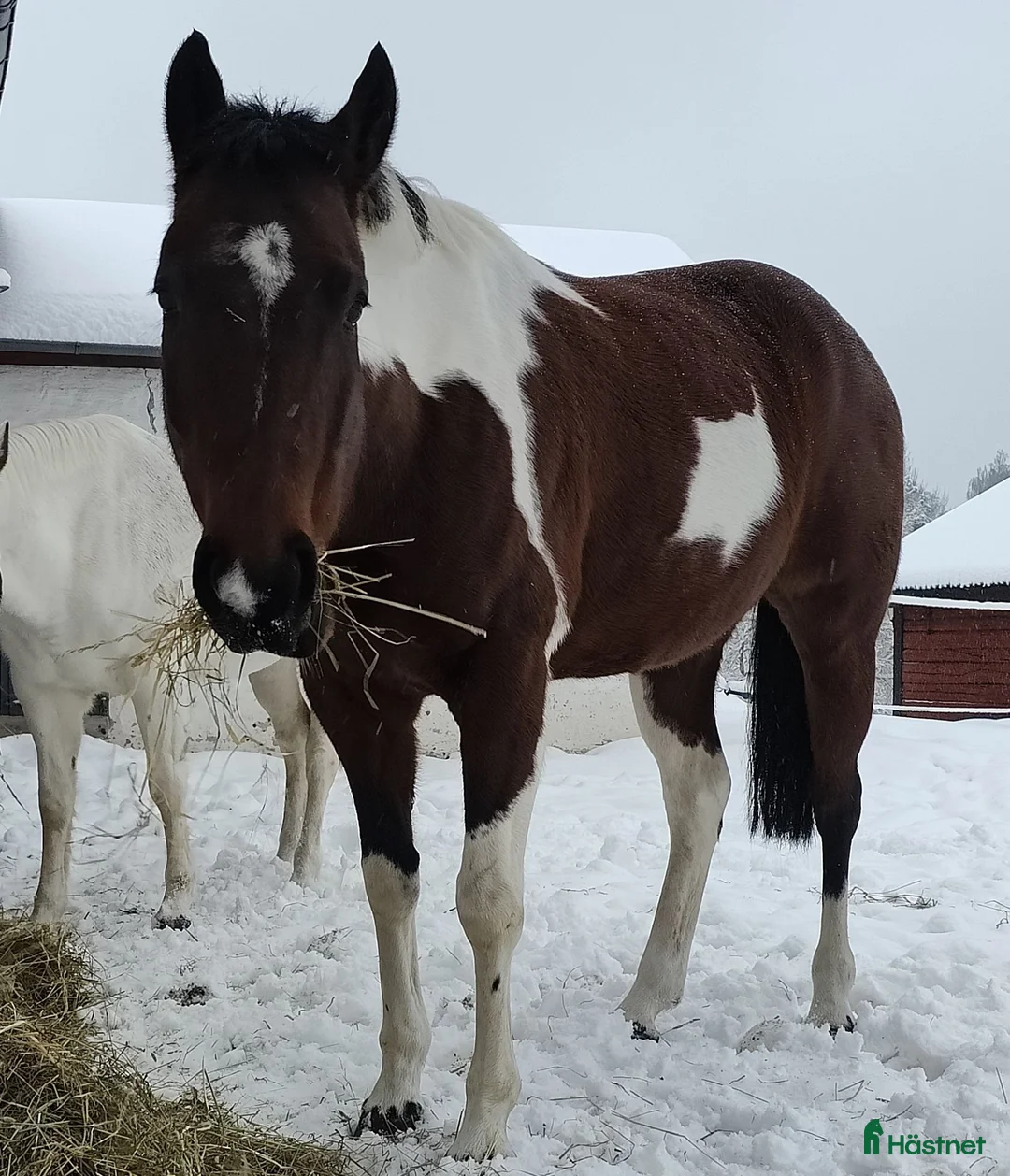Western hästar till salu: American Paint Horse Sto f. 2017, Reg. APHA - Annons 7