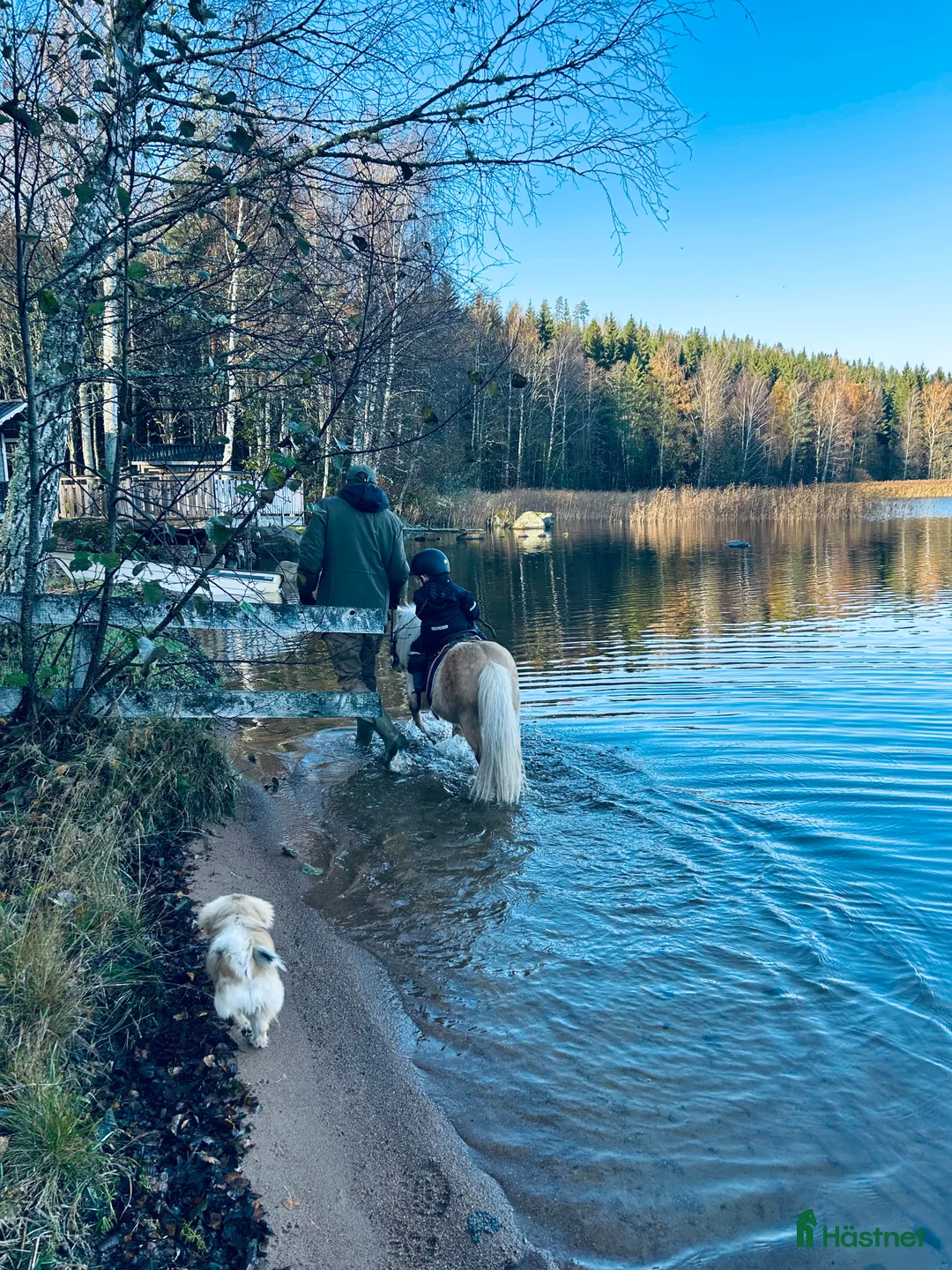 Allround hästar till salu: Otroligt fin Shettis - Annons 4