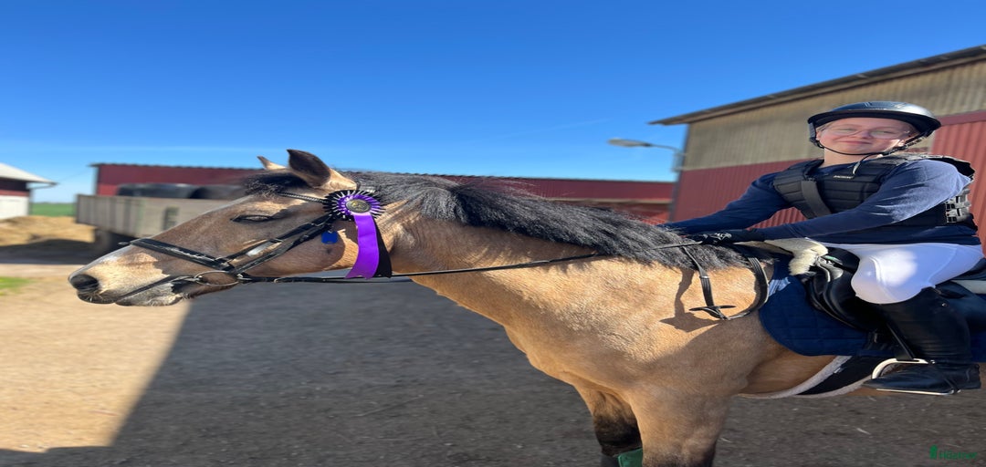 Galleribild {{count}}