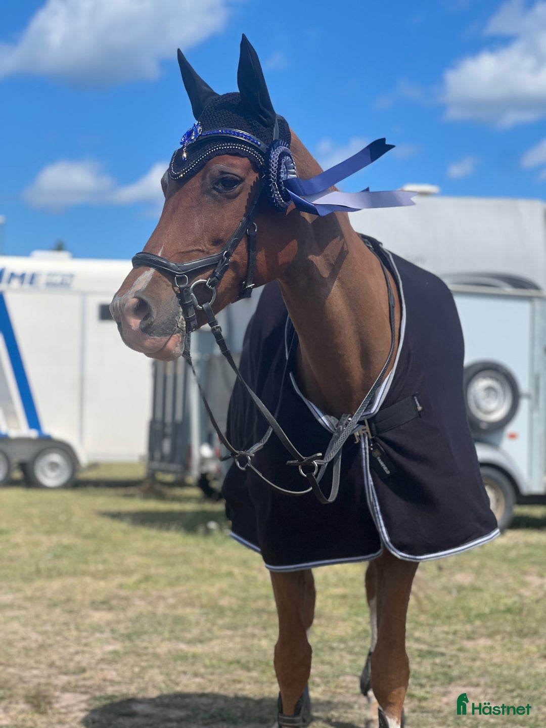 Allround hästar till salu: Rosettplockare och multitalang  i Gusum - Annons 1