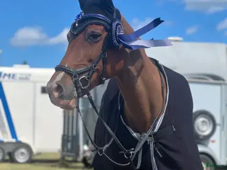 hästar Läromästare och rosettplockare💕 - Annons 10