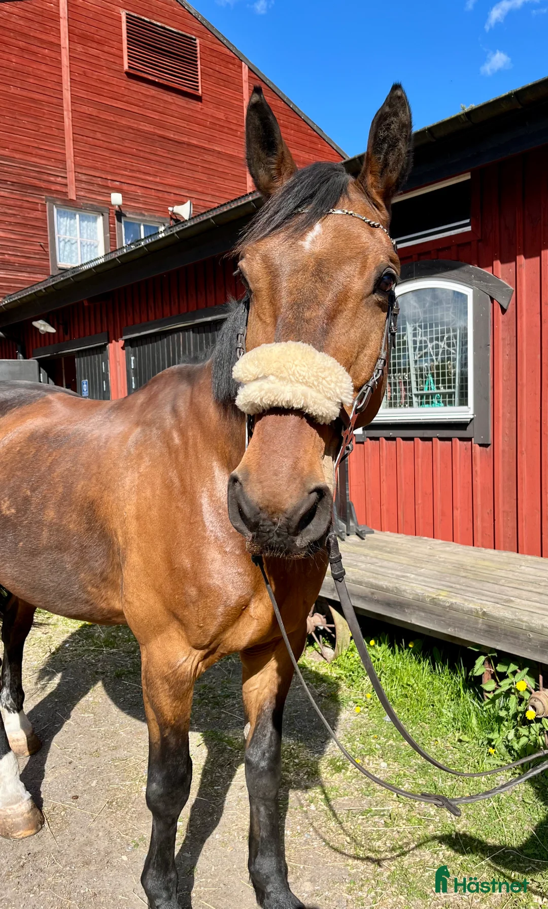 Allround hästar till salu: Kille med hjärta av guld  - Annons 2