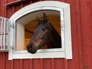 stallplats Ledig stallplats, Norrköping - Annons 10