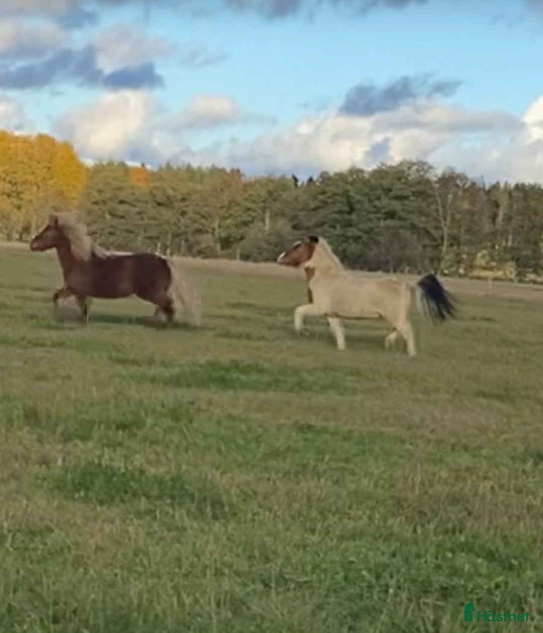 Island hästar till salu: 🌟 Flott ungsto med toppstam 🌟 i Tun - Annons 2