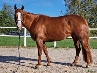 hästar Gångartsto quarter 6 år i Stenstorp - Annons 14