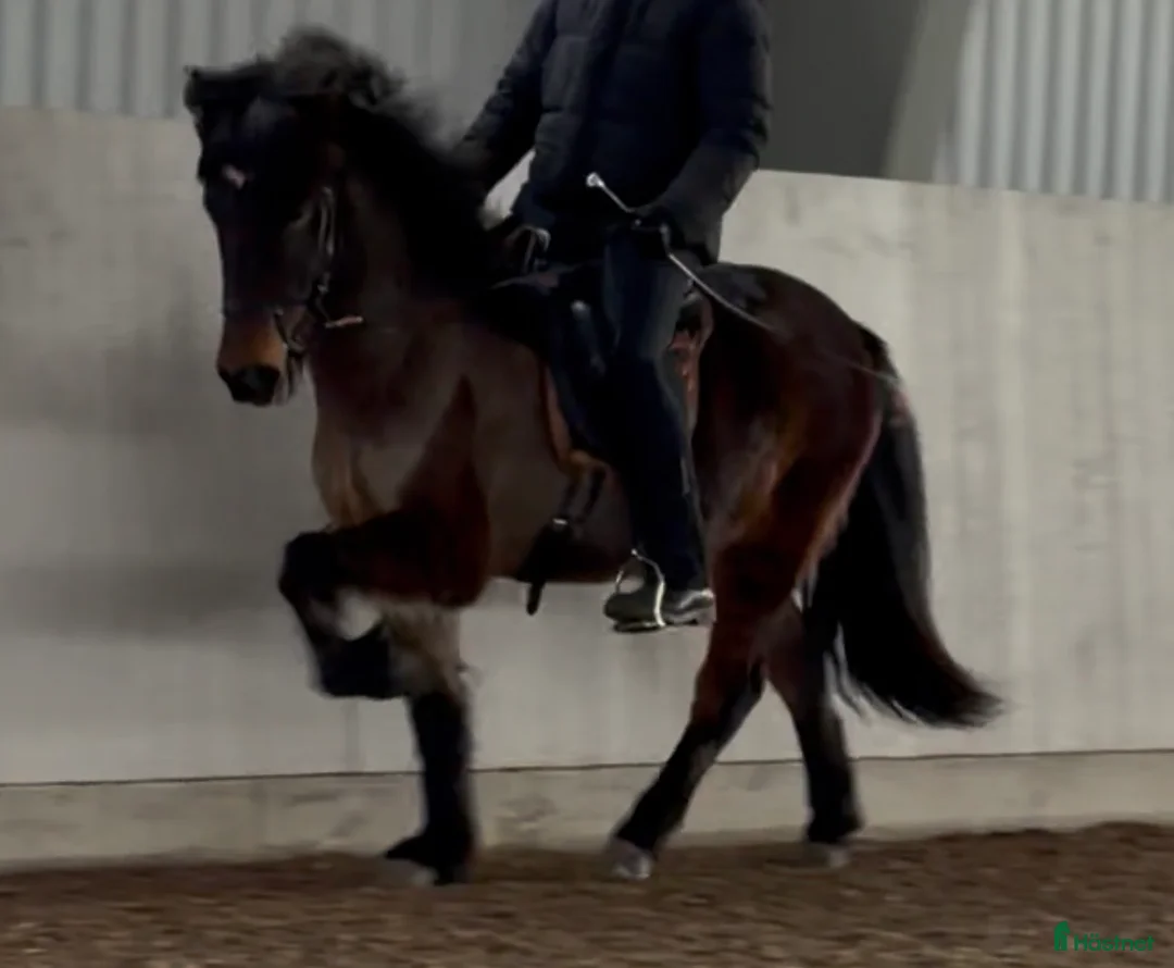 Island hästar till salu: Enastående 4-gångare för högsta klasserna! i Torestorp - Annons 8