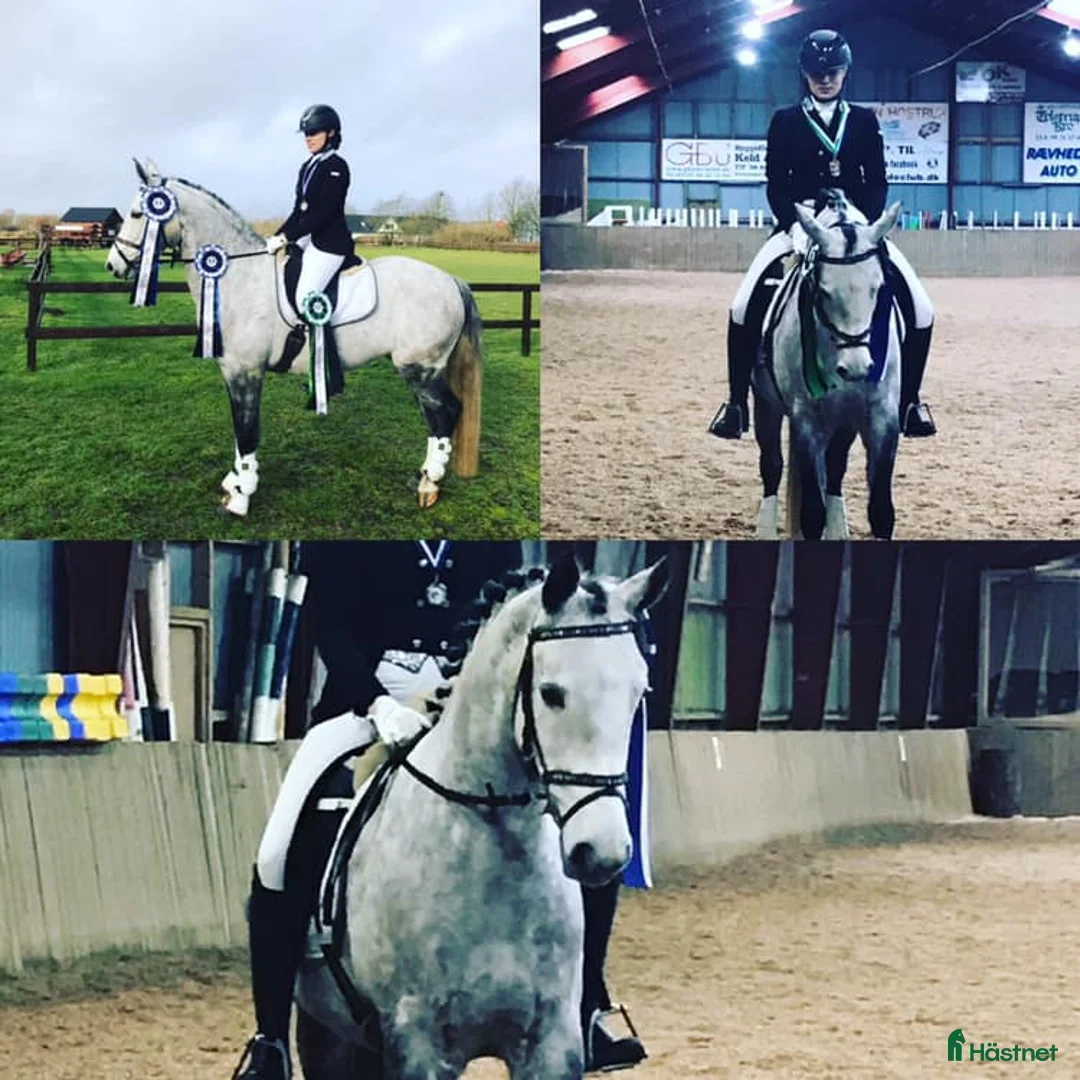 Hoppning hästar till salu: Klinikbesiktigad 260127 ua - Annons 1