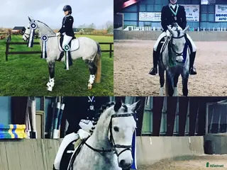 hästar Klinikbesiktigad 260127 ua - Annons 7