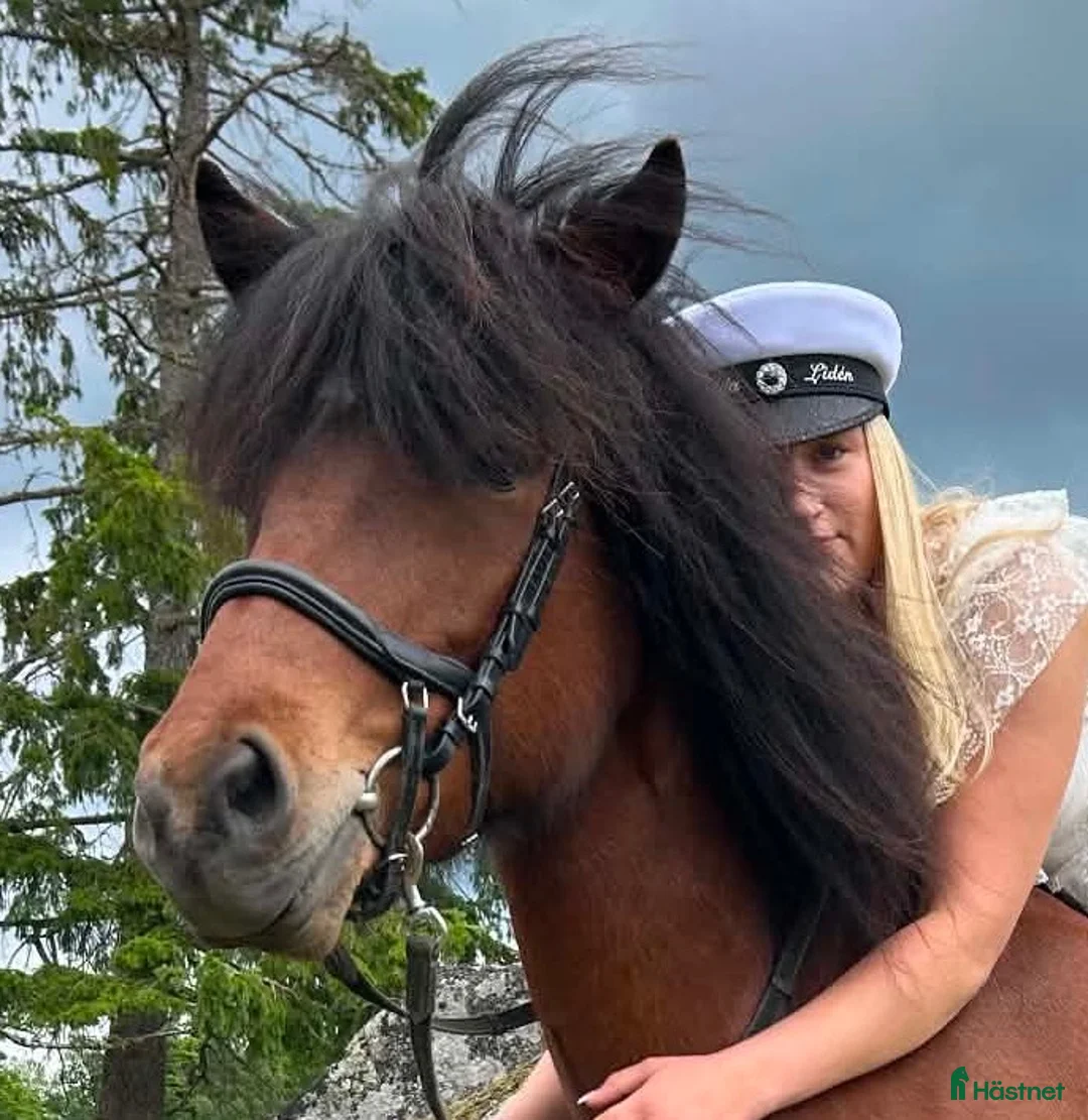 Island hästar till salu: Vackert sto - Annons 2