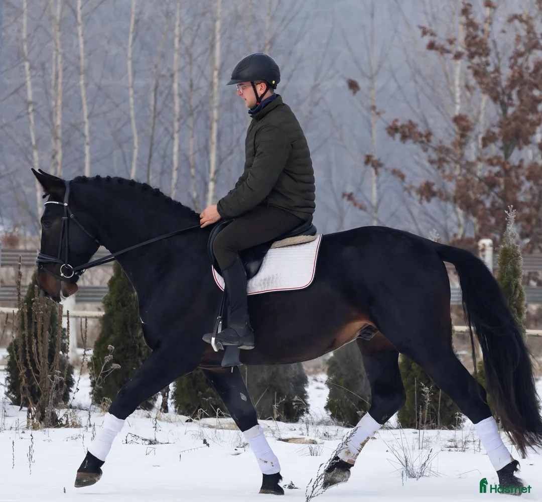 Allround hästar till salu: Exceptional Silesian - Quality & Top Potential  - Annons 11