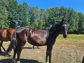 hästar Blivande dressyr sto i Söderåkra - Annons 14