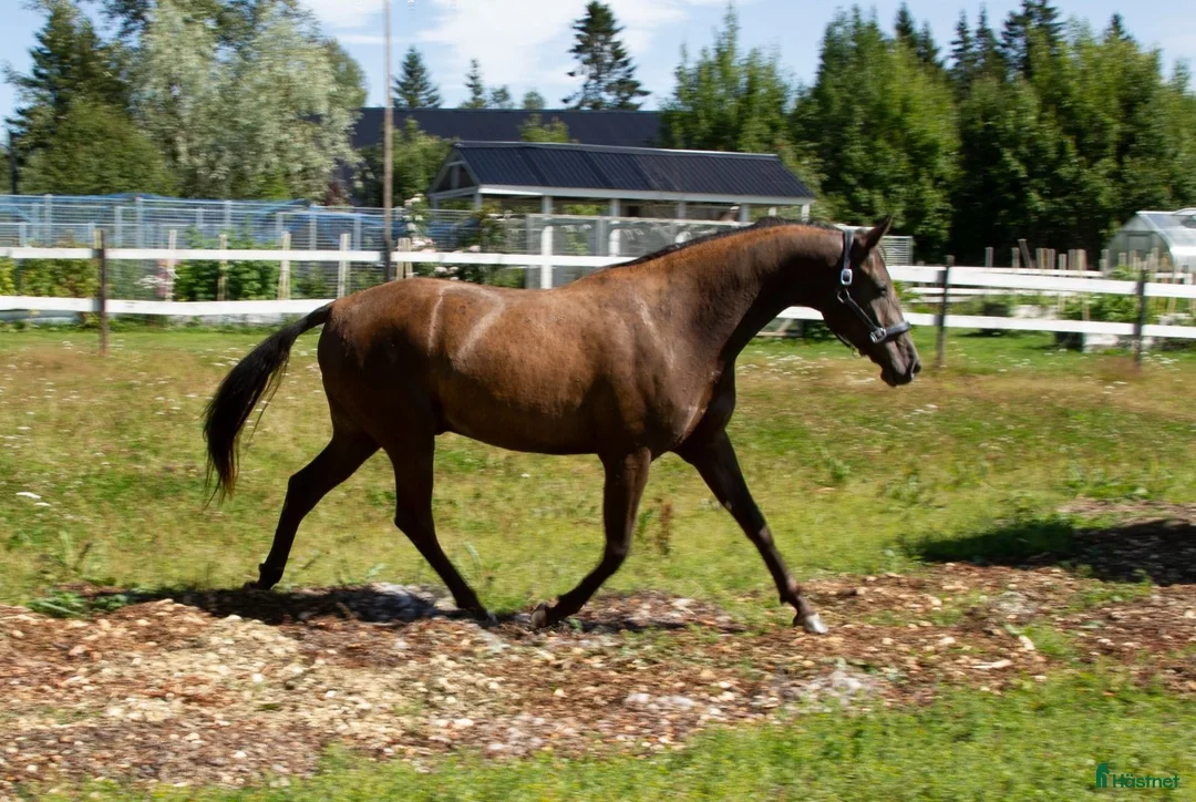 Allround hästar till salu: 5 Års Akhal-Teke Vallak Til Salgs i Raufoss - Annons 1