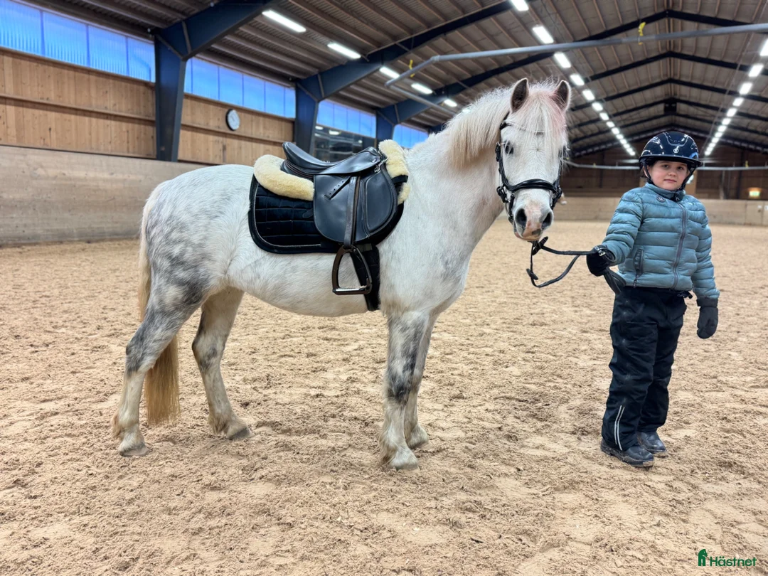 Allround hästar till salu: Supersöt B-ponny till verksamhet/tävling - Annons 2