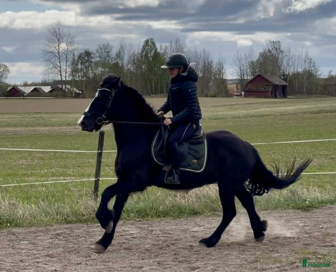 Allround hästar till salu: Snygg Valack i Fjärdhundra - Annons 2