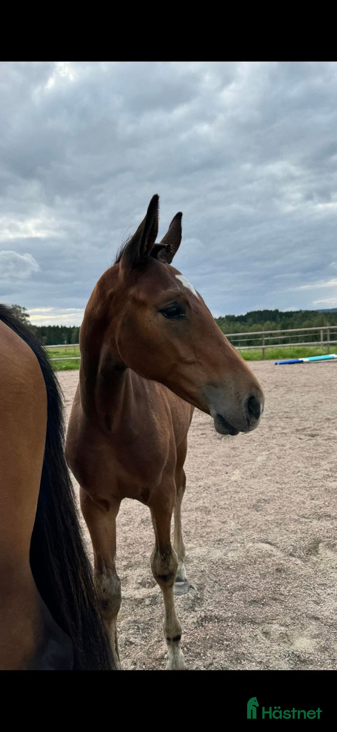 Hoppning hästar till salu: Ettåring Nebraska VDL - Hip Hop i Östra Ämtervik - Annons 1