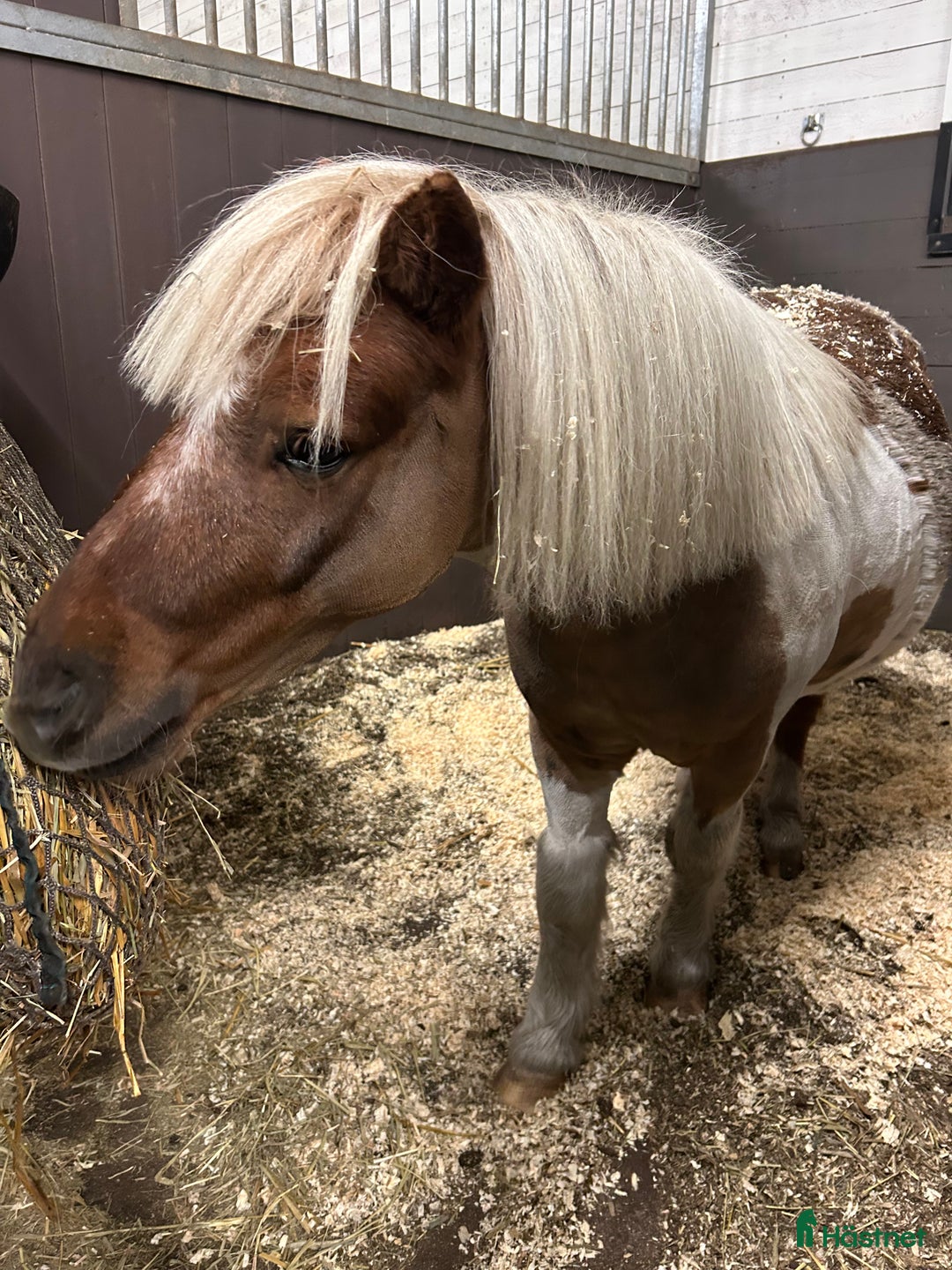 Allround hästar till salu: Bästa lekfarbrorn  i Svenljunga - Annons 6