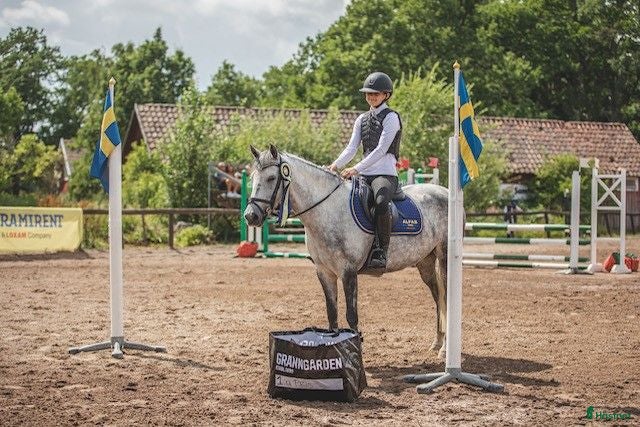  hästar ⭐  Allround ponny ⭐ - Annons 1
