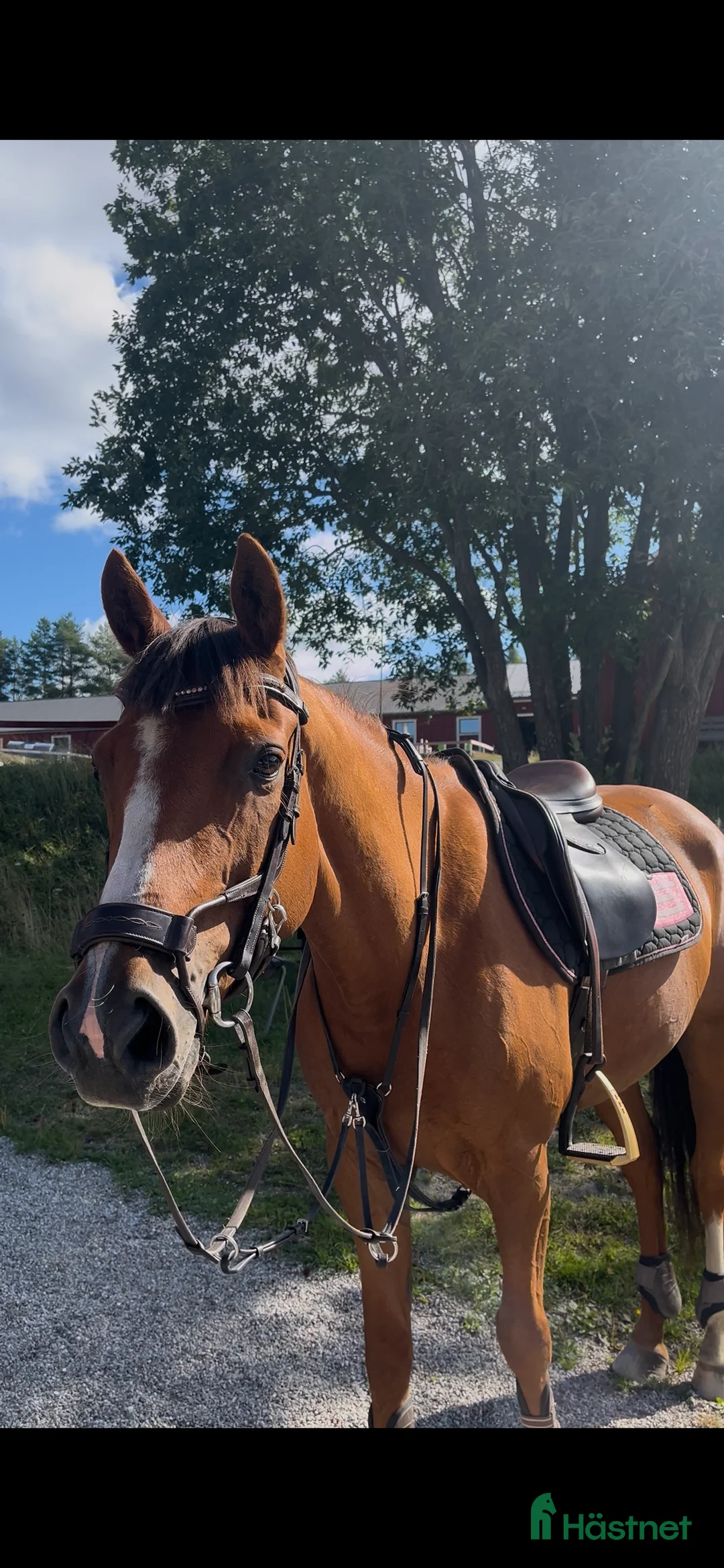 Allround hästar till salu: Världens charmigaste allround häst till salu❤️ - Annons 3