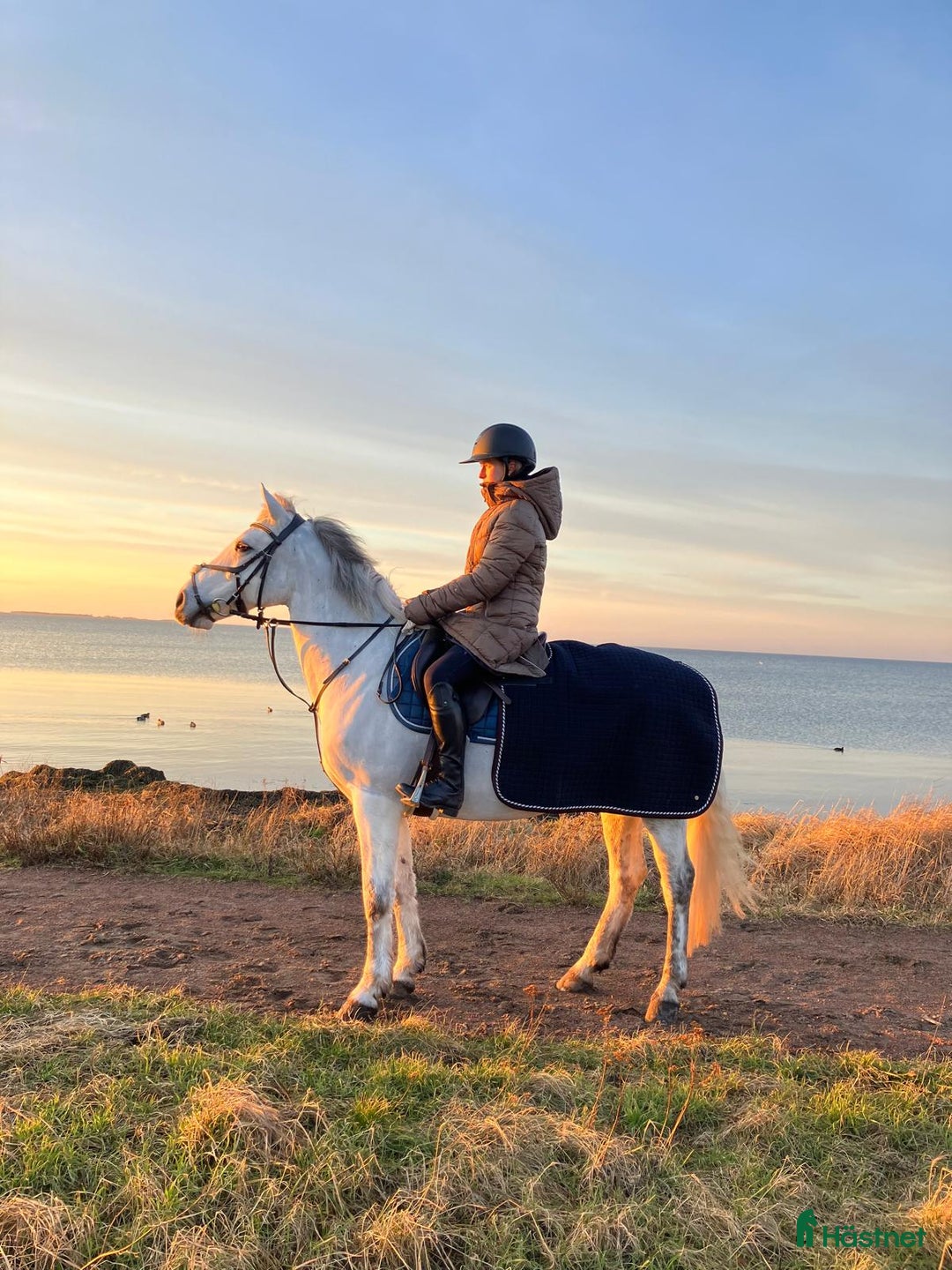 Allround hästar till salu: 🌟 Underbar D-ponny till salu – 12 år, valack,  🌟 i Höllviken - Annons 3