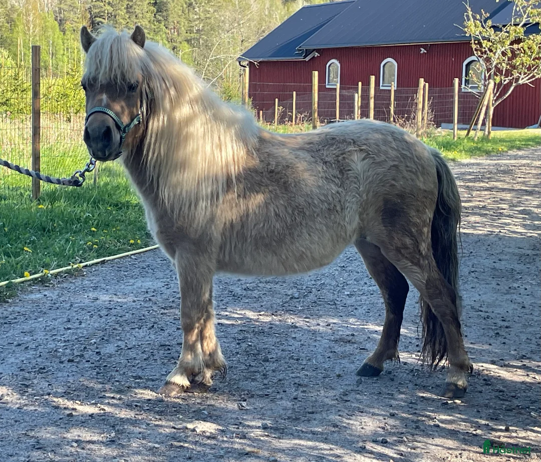 Allround hästar till salu: Mushroom minishetlandssto!  i Heby - Annons 3