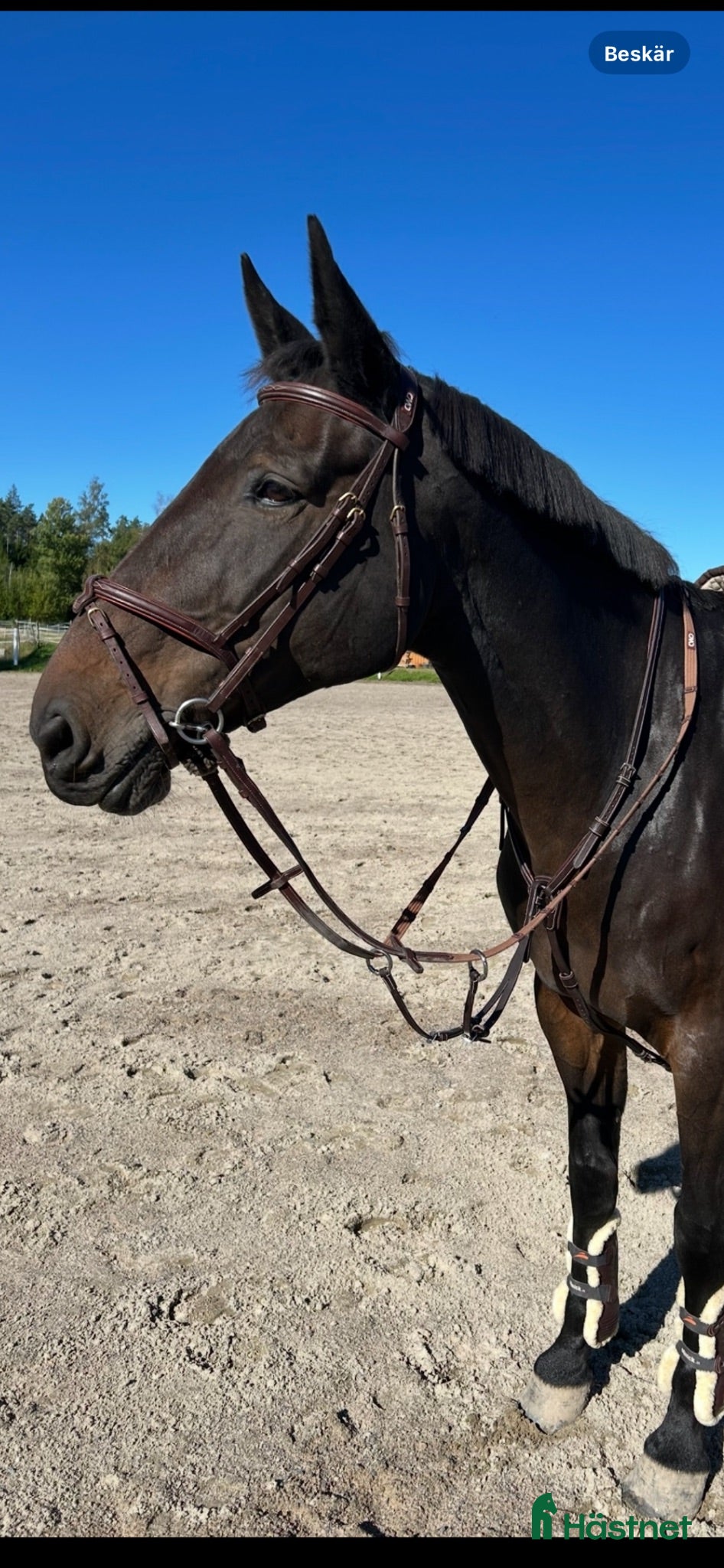  hästar Fantastiskt sto söker nytt hem❤️  - Annons 11