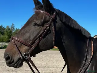 hästar Fantastiskt sto söker nytt hem❤️ - Annons 10