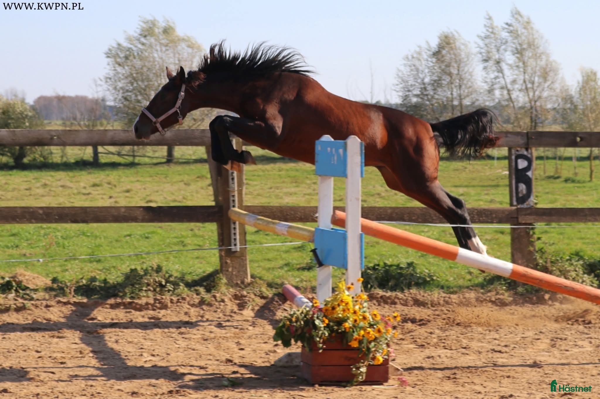  hästar Avelssto efter Zirocco Blue - Annons 5
