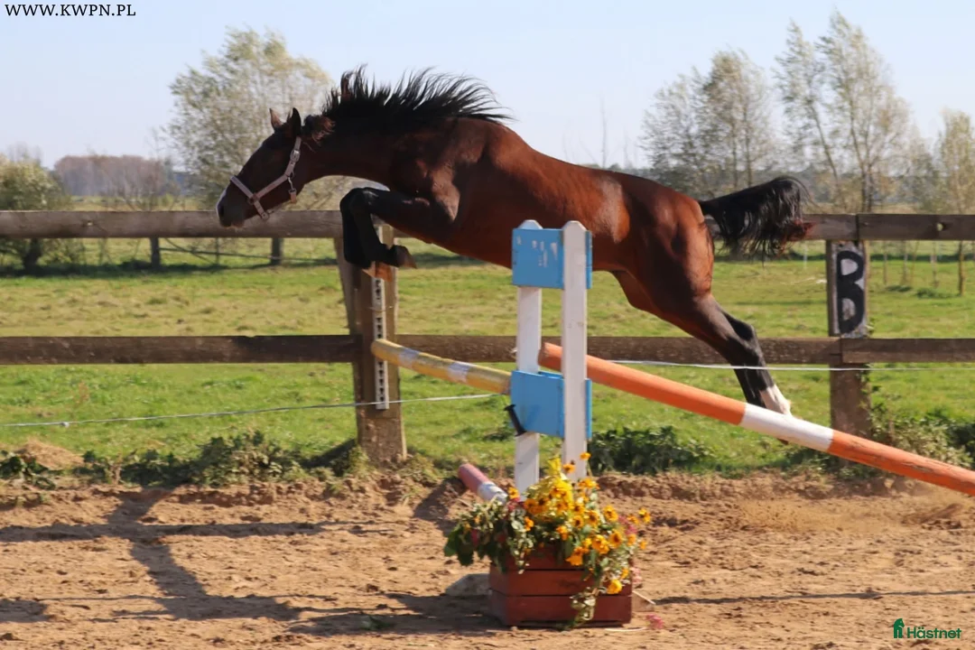 Avelshästar hästar till salu: Avelssto efter Zirocco Blue - Annons 1