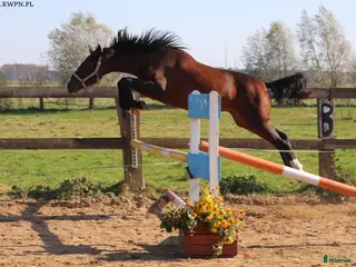 hästar Avelssto efter Zirocco Blue - Annons 5