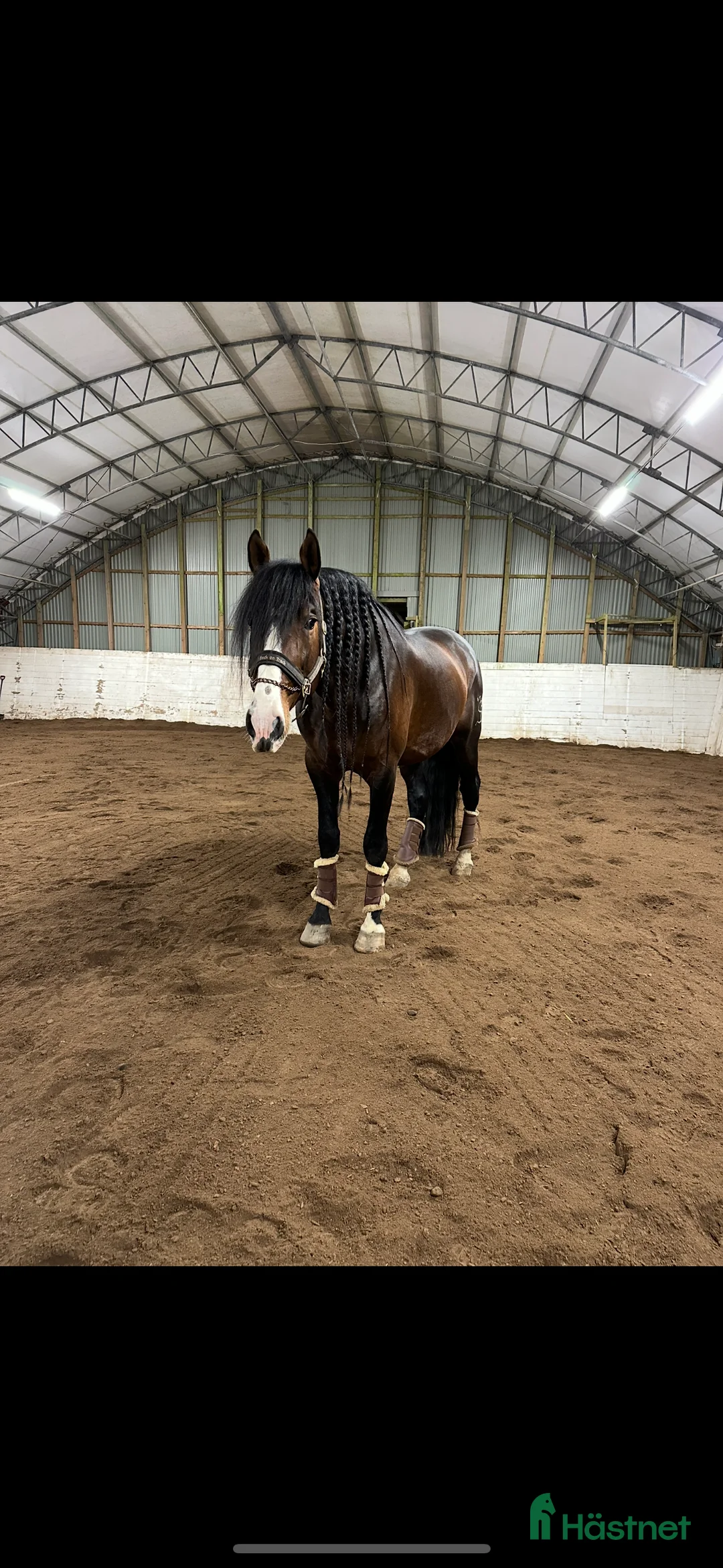 Dressyr hästar till salu: Min drömhäst söker nytt hem i Vretstorp - Annons 3