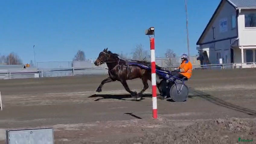 hästar Starthäst - Annons 1