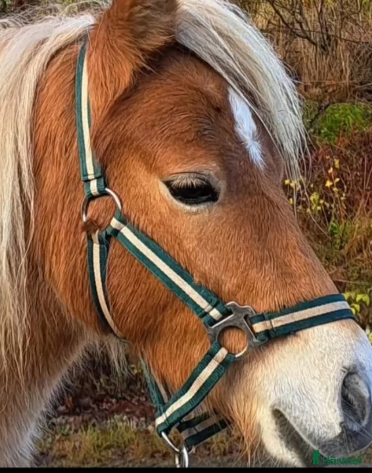  hästar Glad rolig 4 åring! - Annons 3