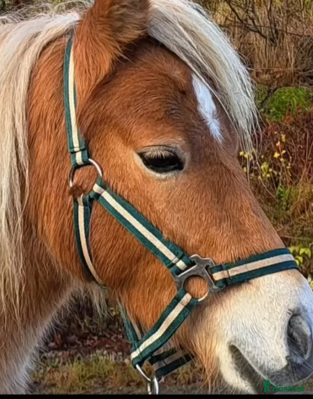 Övrigt hästar till salu: Glad rolig 4 åring! - Annons 1