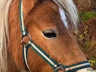 hästar Glad rolig 4 åring! - Annons 3