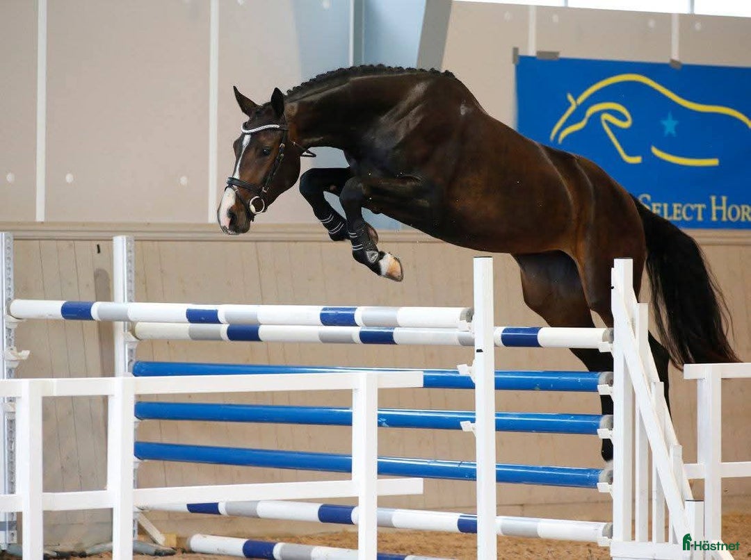 Hoppning hästar till salu: Karismatiskt diplomsto i Huskvarna - Annons 2