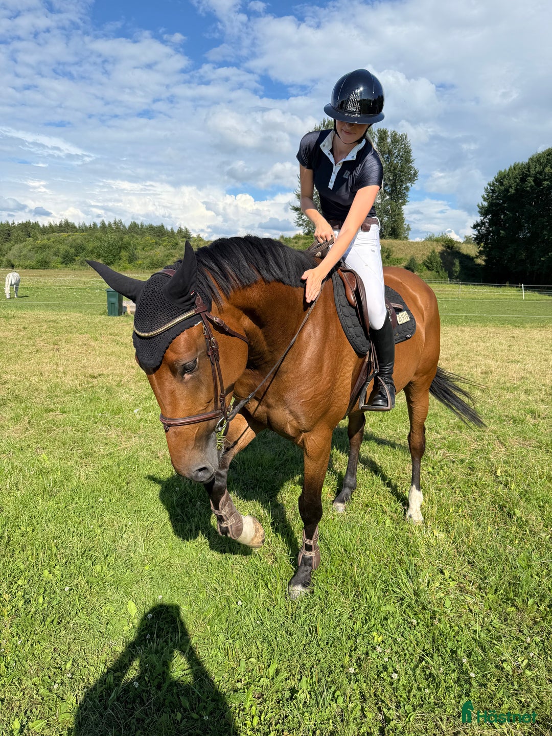 Hoppning hästar till salu: Oslipad diamant!  i Växjö - Annons 4