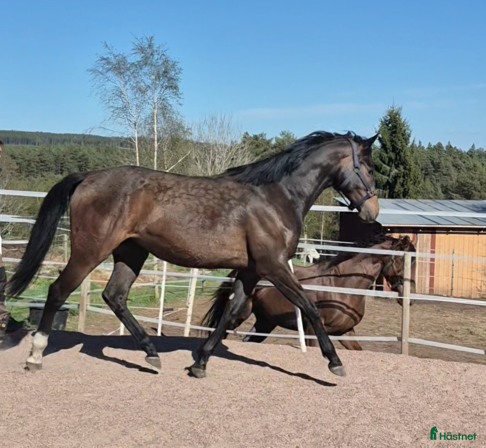  hästar Formbart feminint sto! - Annons 1