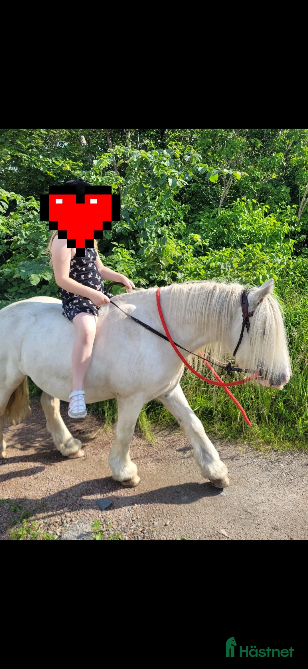 Övrigt hästar till salu: Supertrygg b ponny, även är lämplig för verksamhet i Säve - Annons 6