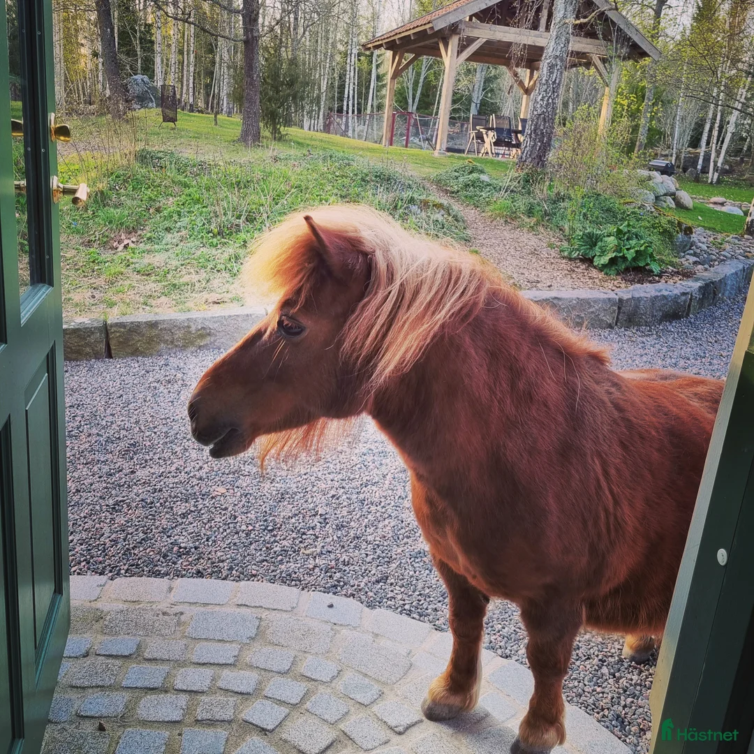 Allround hästar till salu: Fjording och shettis söker varaktigt hem i Björkvik - Annons 3