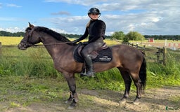 Hoppning hästar till salu: * RESERVERAD * Trevlig, välutbildad d-ponny i Viken - Bild 2