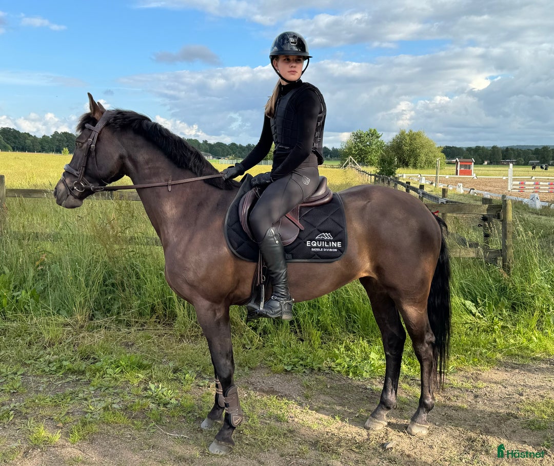 Hoppning hästar till salu: * RESERVERAD * Trevlig, välutbildad d-ponny i Viken - Bild 2