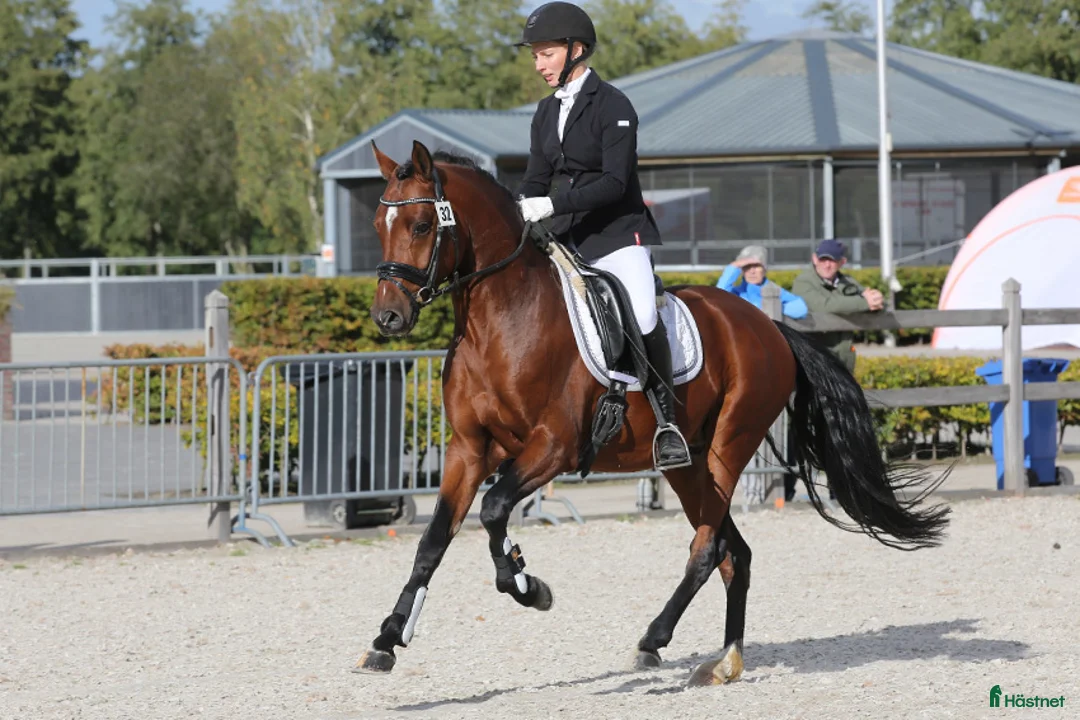 Dressyr hästar till salu: FEI mätt Dressyr Valack för hög nationell nivå. - Annons 1