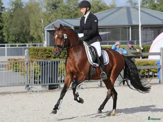 hästar FEI mätt Dressyr Valack för hög nationell nivå. - Annons 1