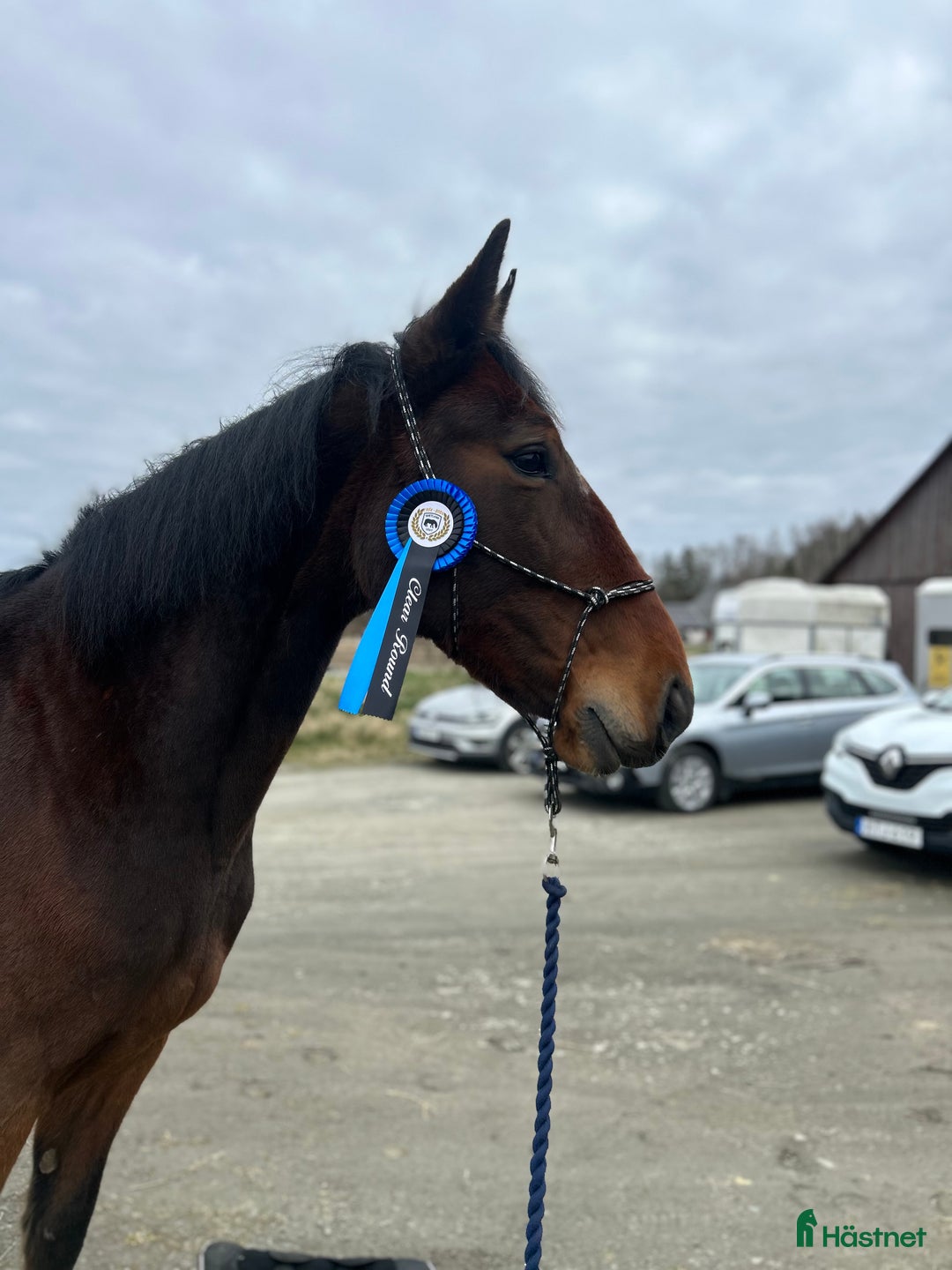 Allround hästar till salu: Ridtravare säljes i Björketorp - Annons 1