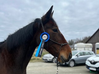 Allround hästar till salu i Björketorp - Annons 1