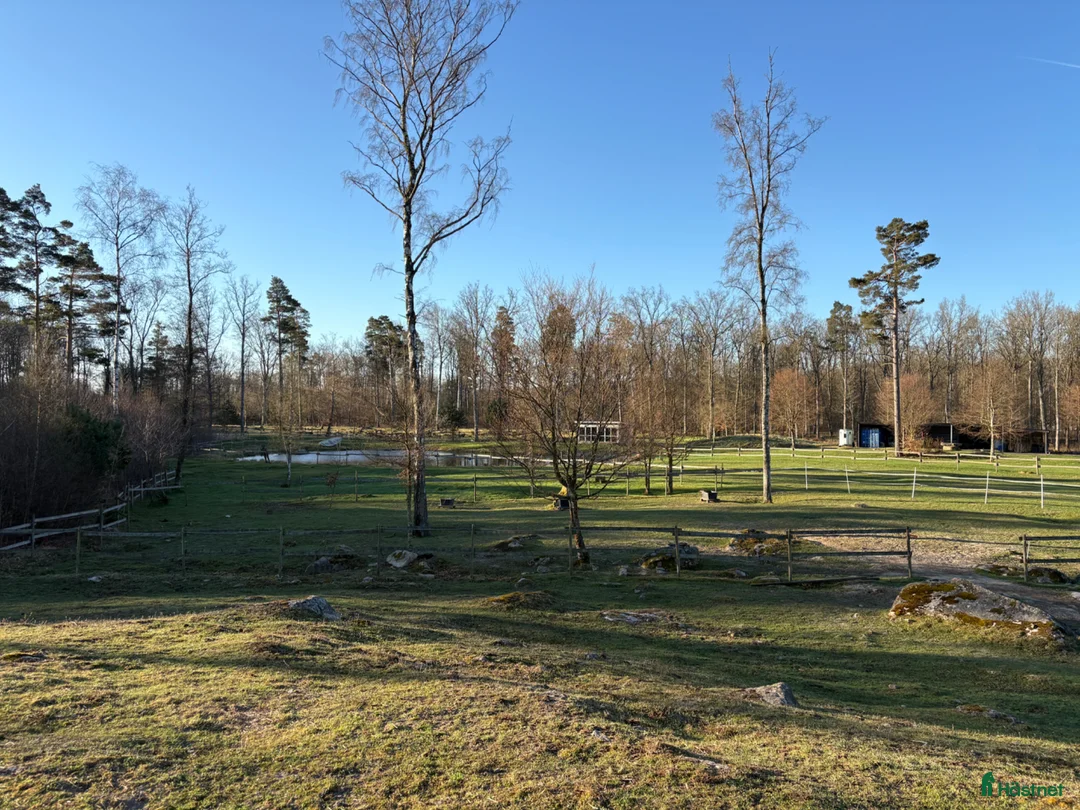  stallplats finnes: Plats i lösdrift  - Annons 2