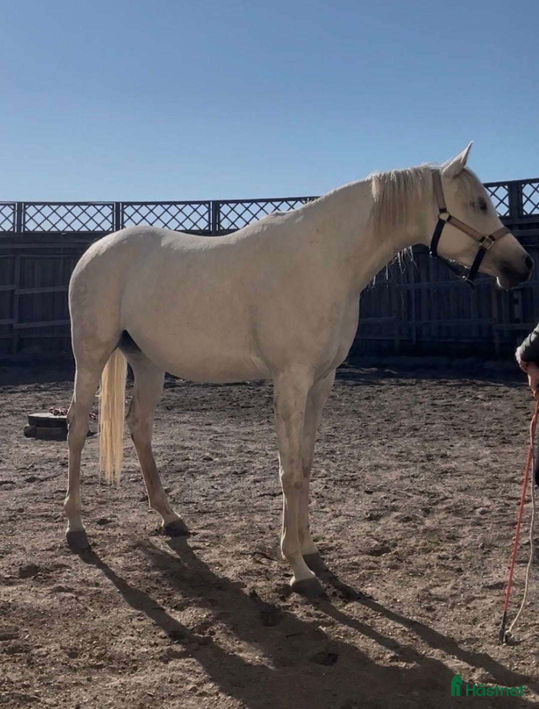 Allround hästar till salu: Mycket trevlig ridhäst i Ekeby - Annons 3